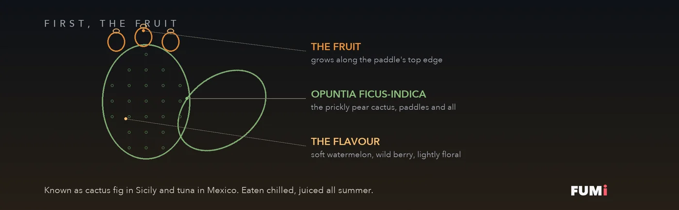 Botanical diagram of the prickly pear cactus fruit showing the Opuntia paddle and its watermelon and berry flavour notes