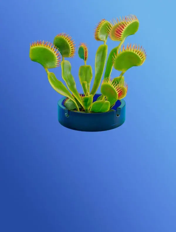 Official VELO campaign image, a Venus flytrap growing from a teal VELO Freezing Peppermint can base, representing the sharp intensity of the nicotine pouches